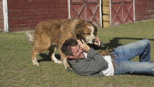 A Dog's Purpose - Mục Đích Sống Của Một Chú Chó - Hình 2