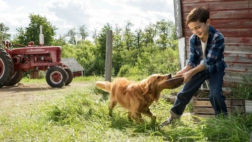 A Dog's Purpose - Mục Đích Sống Của Một Chú Chó - Hình 1